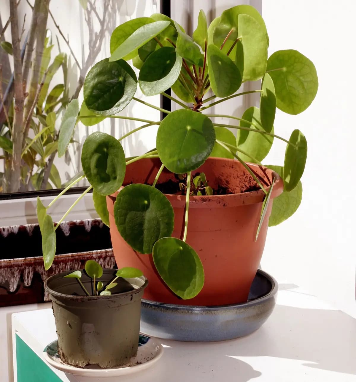 A Chinese money plant in a terracotta pot on a windowsill